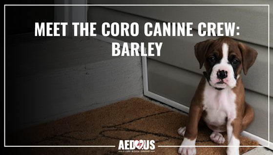 Barley, a boxer puppy, sitting on a front stoop looking at the camera.