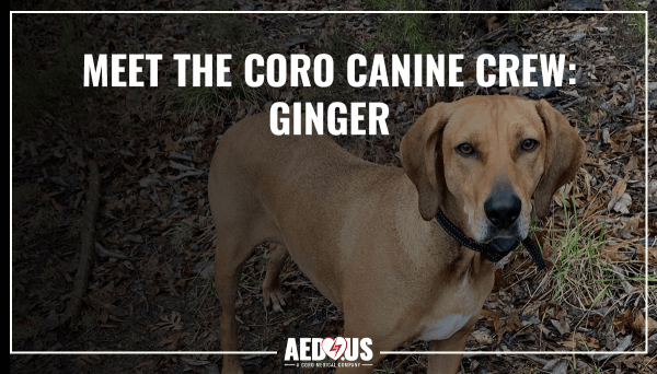 Coro Canine Crew- Ginger