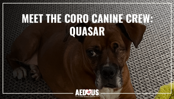 Quasar, the brown boxer, laying on the carpet with toy looking at camera.